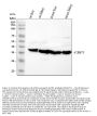 Anti-FBP1 Rabbit Monoclonal Antibody