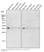 Anti-Torsin A TOR1A Rabbit Monoclonal Antibody