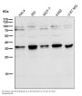 Anti-Torsin A TOR1A Rabbit Monoclonal Antibody