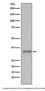 Anti-Torsin A TOR1A Rabbit Monoclonal Antibody