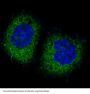 Anti-PKR EIF2AK2 Rabbit Monoclonal Antibody