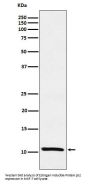 Anti-Estrogen Inducible Protein pS2 Monoclonal Antibody