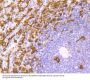 Anti-Iba1 AIF1 Monoclonal Antibody