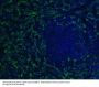 Anti-Iba1 AIF1 Monoclonal Antibody