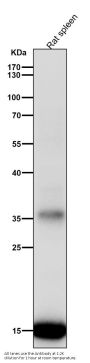 Anti-Iba1 AIF1 Monoclonal Antibody