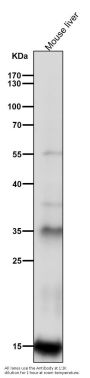 Anti-Iba1 AIF1 Monoclonal Antibody