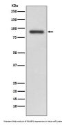 Anti-RALBP1 Rabbit Monoclonal Antibody