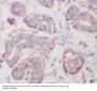 Anti-RALBP1 Rabbit Monoclonal Antibody