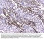 Anti-Collagen IV COL4A1 Antibody Picoband® (monoclonal, 3G3)