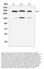 Anti-Collagen IV COL4A1 Antibody Picoband® (monoclonal, 3G3)
