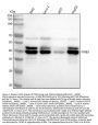 Anti-TRIB3 Monoclonal Antibody