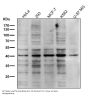 Anti-PRMT1 Rabbit Monoclonal Antibody