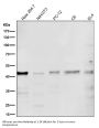 Anti-PRMT1 Rabbit Monoclonal Antibody