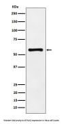 Anti-PAK2 Monoclonal Antibody