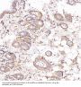 Anti-Cytokeratin 8 KRT8 Rabbit Monoclonal Antibody