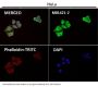 Anti-Cytokeratin 8 KRT8 Rabbit Monoclonal Antibody