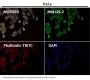 Anti-Cytokeratin 8 KRT8 Rabbit Monoclonal Antibody