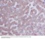 Anti-Cytokeratin 8 KRT8 Rabbit Monoclonal Antibody