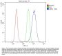 Anti-Cytokeratin 8 KRT8 Antibody Picoband® (monoclonal, 3G9)
