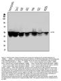 Anti-Cytokeratin 8 KRT8 Antibody Picoband® (monoclonal, 3G9)