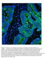 Anti-Cytokeratin 8 KRT8 Antibody Picoband® (monoclonal, 3G9)