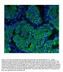 Anti-Cytokeratin 8 KRT8 Antibody Picoband® (monoclonal, 3G9)
