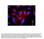 Anti-Cytokeratin 8 KRT8 Antibody Picoband® (monoclonal, 3G9)