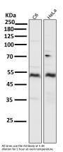 Anti-Smad5 Rabbit Monoclonal Antibody