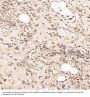 Anti-Smad5 Rabbit Monoclonal Antibody