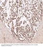 Anti-Smad5 Rabbit Monoclonal Antibody