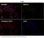 Anti-Smad5 Rabbit Monoclonal Antibody