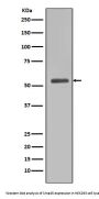 Anti-Smad5 Rabbit Monoclonal Antibody