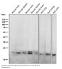 Anti-RAB11A Rabbit Monoclonal Antibody