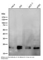 Anti-RAB11A Rabbit Monoclonal Antibody