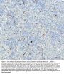Anti-Cathepsin B CTSB Rabbit Monoclonal Antibody