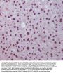 Anti-Hes1 Rabbit Monoclonal Antibody