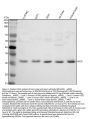 Anti-Hes1 Rabbit Monoclonal Antibody