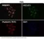 Anti-Hes1 Rabbit Monoclonal Antibody