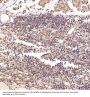 Anti-BNIP3 Rabbit Monoclonal Antibody