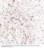 Anti-BNIP3 Rabbit Monoclonal Antibody