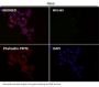 Anti-BNIP3 Rabbit Monoclonal Antibody