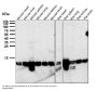 Anti-Profilin1 PFN1 Rabbit Monoclonal Antibody