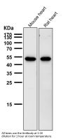 Anti-Met (c-Met) Rabbit Monoclonal Antibody