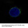 Anti-Met (c-Met) Rabbit Monoclonal Antibody