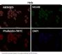 Anti-Met (c-Met) Rabbit Monoclonal Antibody