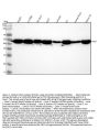 Anti-EDG1 S1PR1 Rabbit Monoclonal Antibody