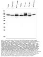 Anti-Hexokinase 1/HK1 Antibody Picoband® (monoclonal, 2I4)