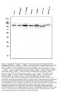 Anti-Hexokinase 1/HK1 Antibody Picoband® (monoclonal, 4B7)