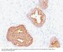 Anti-Prostate Specific Antigen (PSA) Monoclonal Antibody