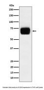 Anti-CD33 Monoclonal Antibody